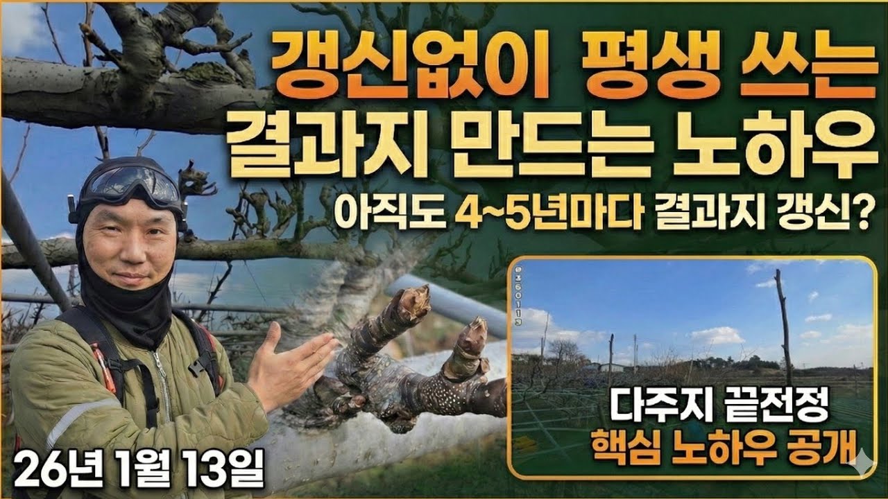 갱신없이 평생 쓰는 결과지 다주지 겨울끝전정 비법 - 26년 1월 13일 나주 금천 신고배 과수원 일지 p260113