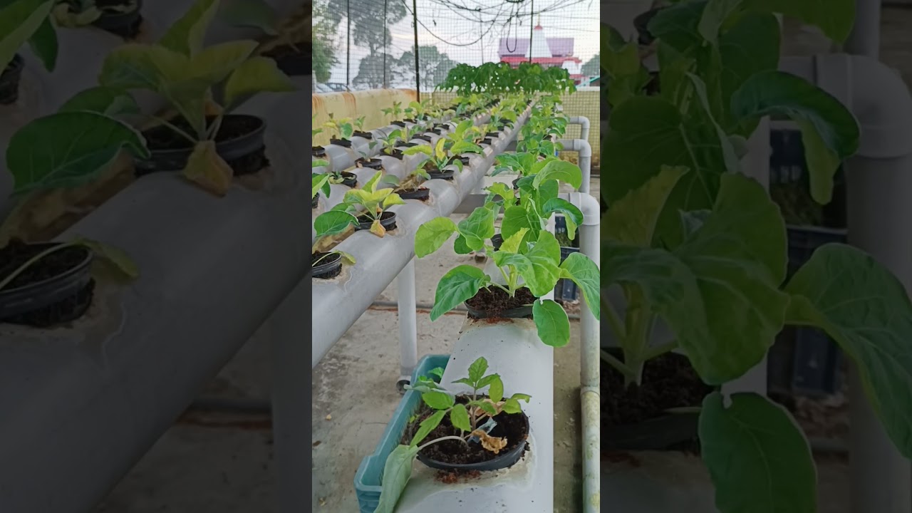 Hydrophonic farming की हरी भरी सब्जियां ..!🌱#shortvideo #shorts #short #hydroponics #farming