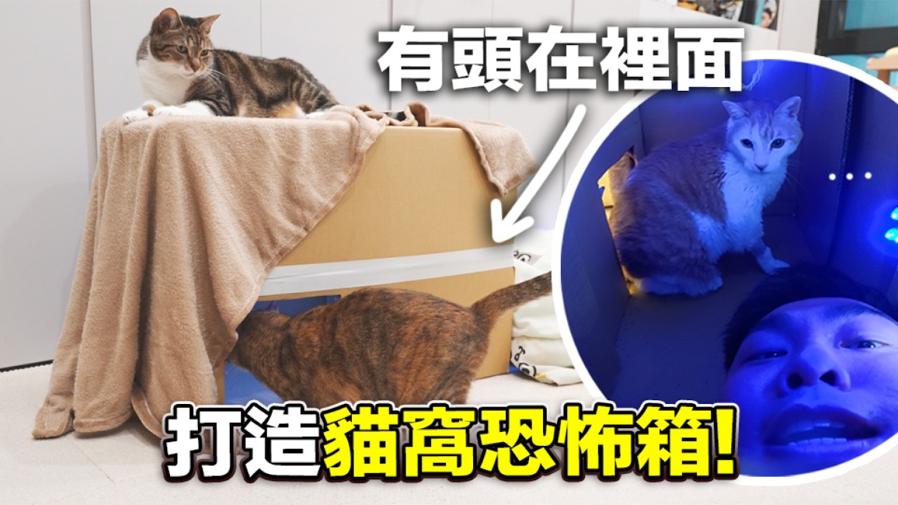 【打造貓窩恐怖箱！究竟是整到貓還是狸貓？】志銘與狸貓