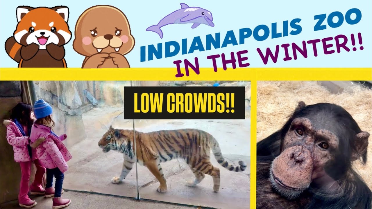 VERY COLD visit to the INDIANAPOLIS ZOO | Low crowds | I see CHIMPANZEES for the FIRST TIME |