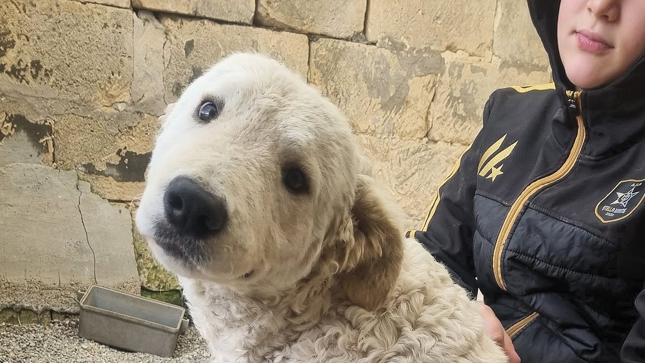 ADOZIONE URGENTE per Sheep (3348943804)