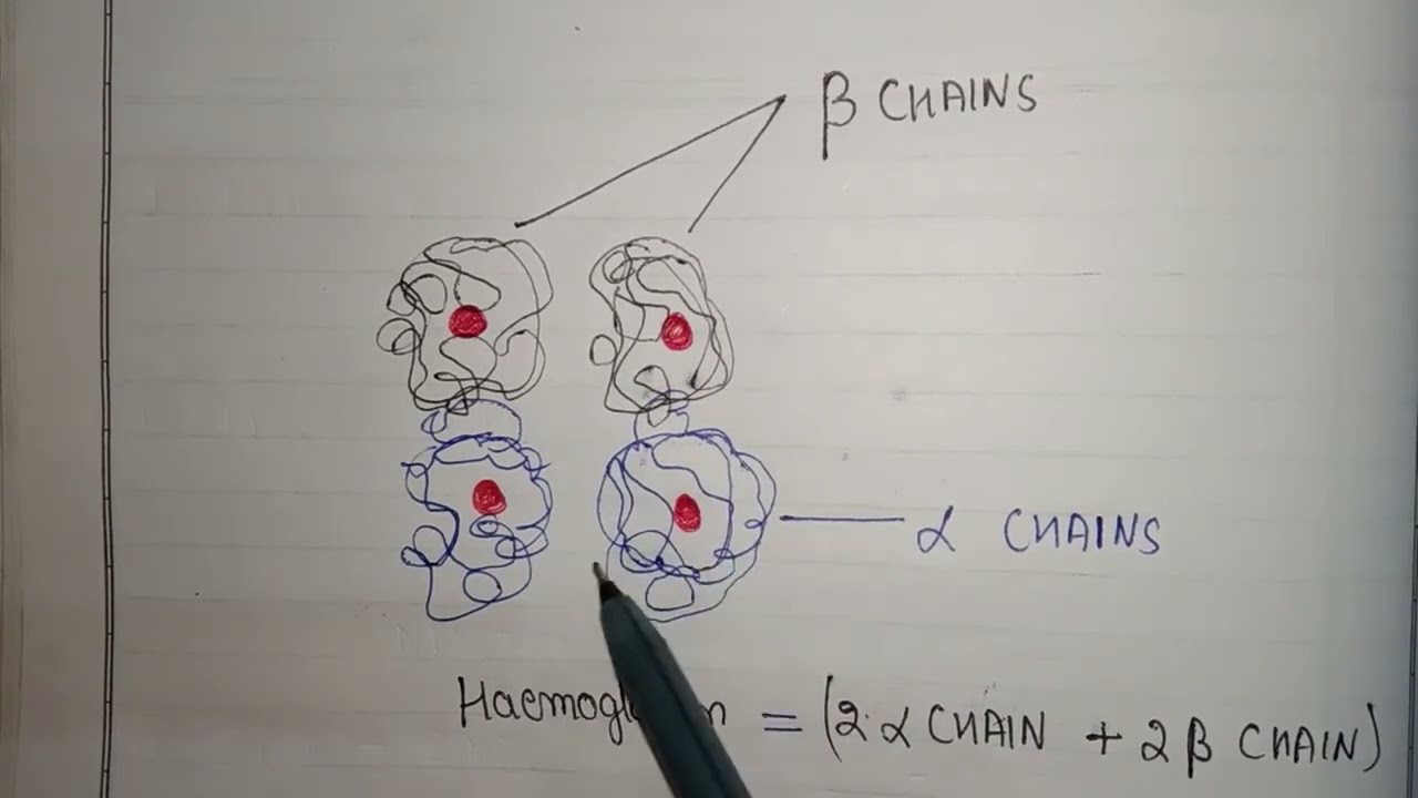 Structure of hemoglobin | Hemoglobin structure | Alpha and beta chain in hemoglobin
