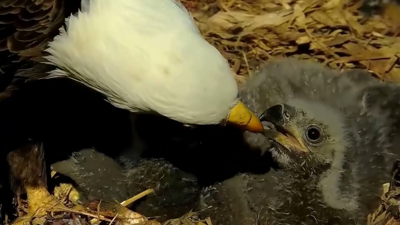S05#140 #baldeagle | Review mother bird brings food to feed her chicks | bird nest with nature S05