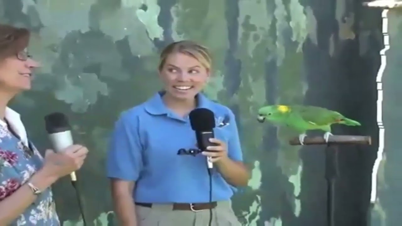 Groucho the Parrot