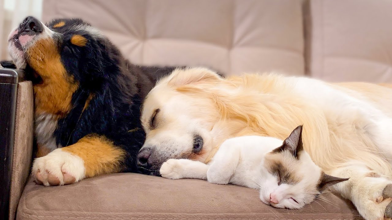 Bernese Mountain Dog Puppy Sleeps with Golden Retriever and Kitten