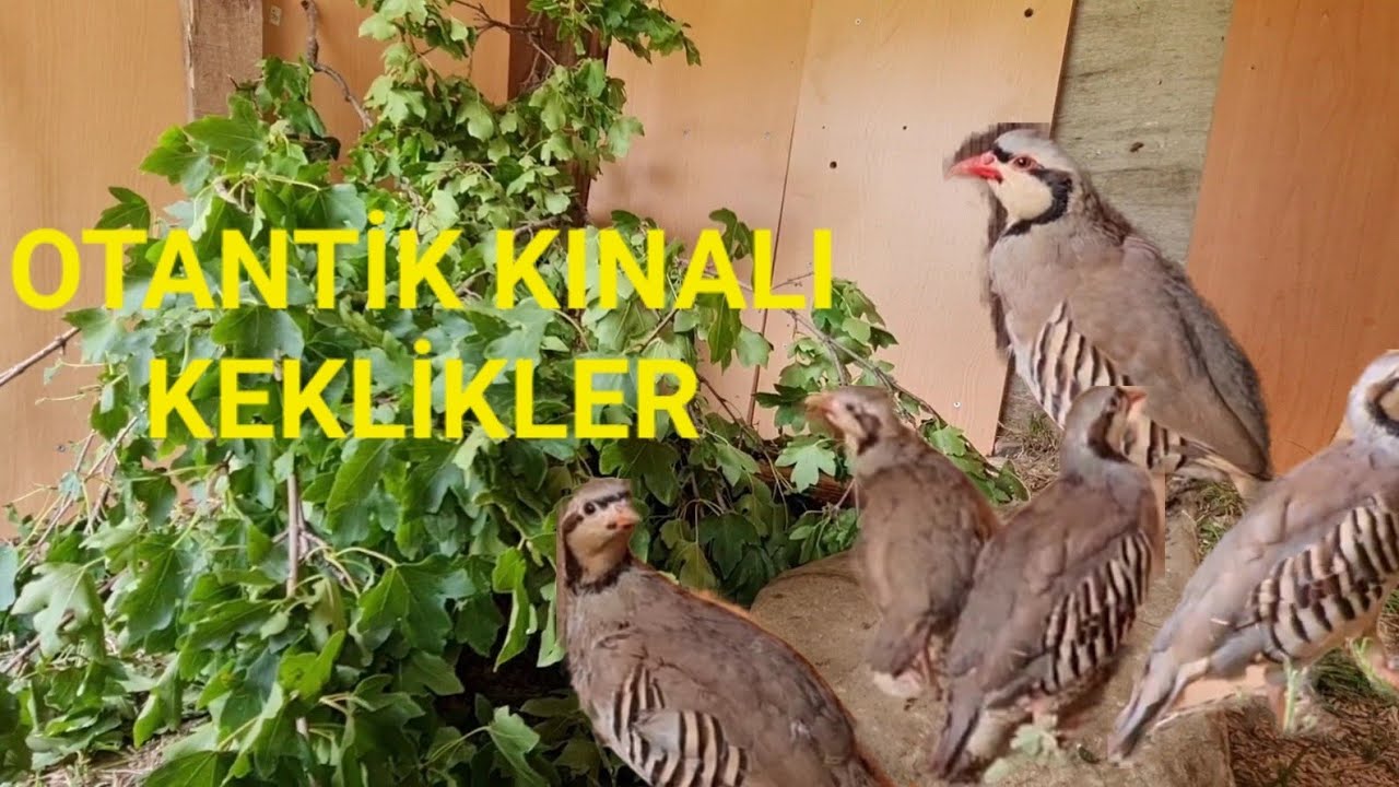 KINALI KEKLİK ve BILDIRCIN KÜMESLERİ 🧿#kınalıkeklik #bıldırcın