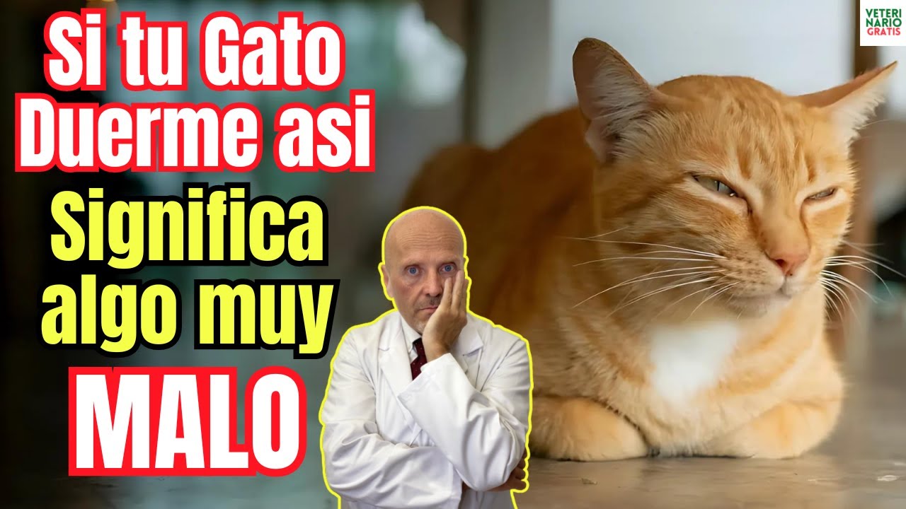 🐱ALGO MUY MALO LE PASA A TU GATO SI DUERME ASI 🐱 POSTURA QUE TIENE UN GATO ENFERMO CUANDO DUERME 🐱
