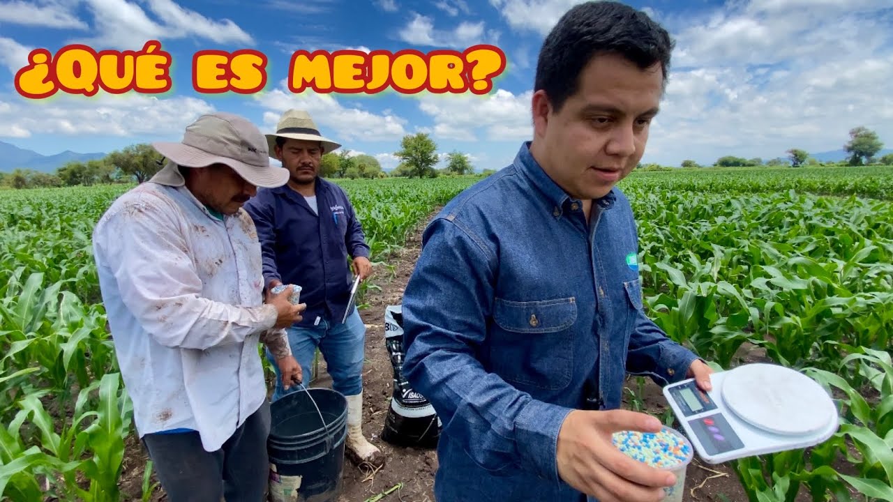 Desarrollo de MAIZ. Aplicación de Fertilizante y Cuidando las Variables del Campo de Entrenamiento