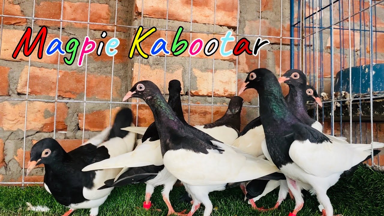 Magpie Kobutor Jogot Er Raja Rony Bahi Er Kobutor