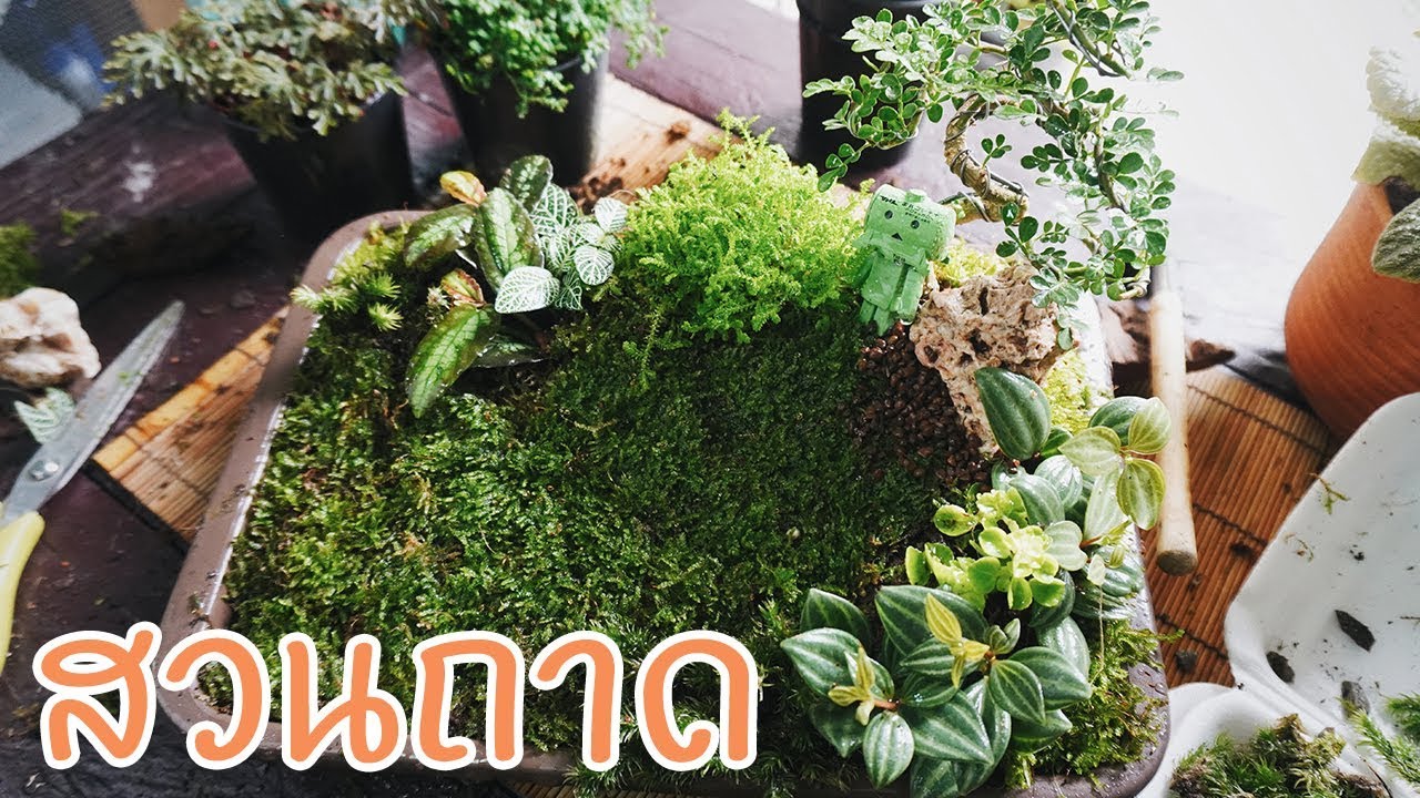 จัดสวนถาด แบบง่ายๆ สไตน์ Mikihome