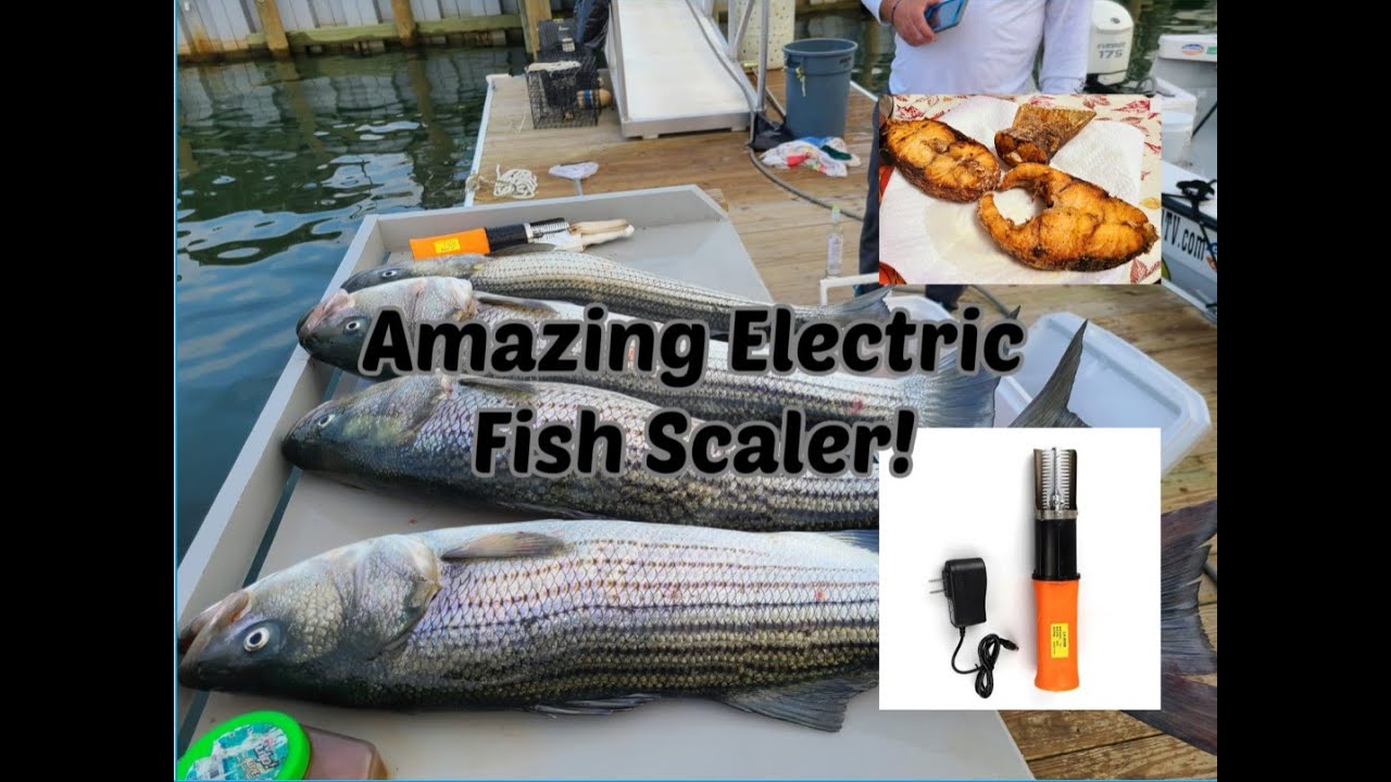 Amazing Electric Fish Scaler on Striped Bass