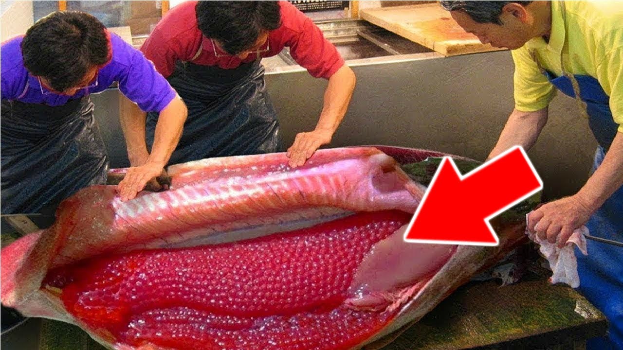 VOICI COMMENT EST FAIT LE CAVIAR | Lama Faché