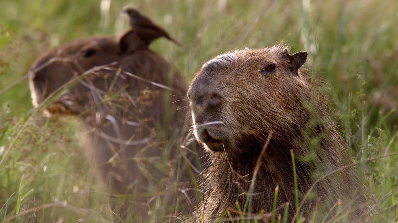 Dive Into The Wetlands Of Argentina | The Wild Place | BBC Studios