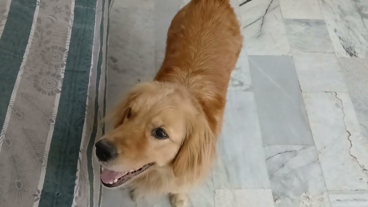 Daisy ki masti 😅