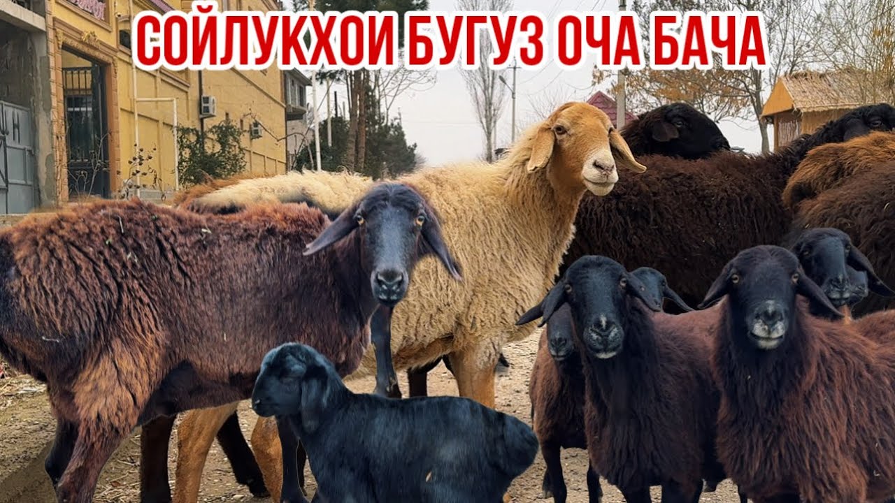 Сойлуқҳо ба фуруш баромад 10 февраля 2026 г.