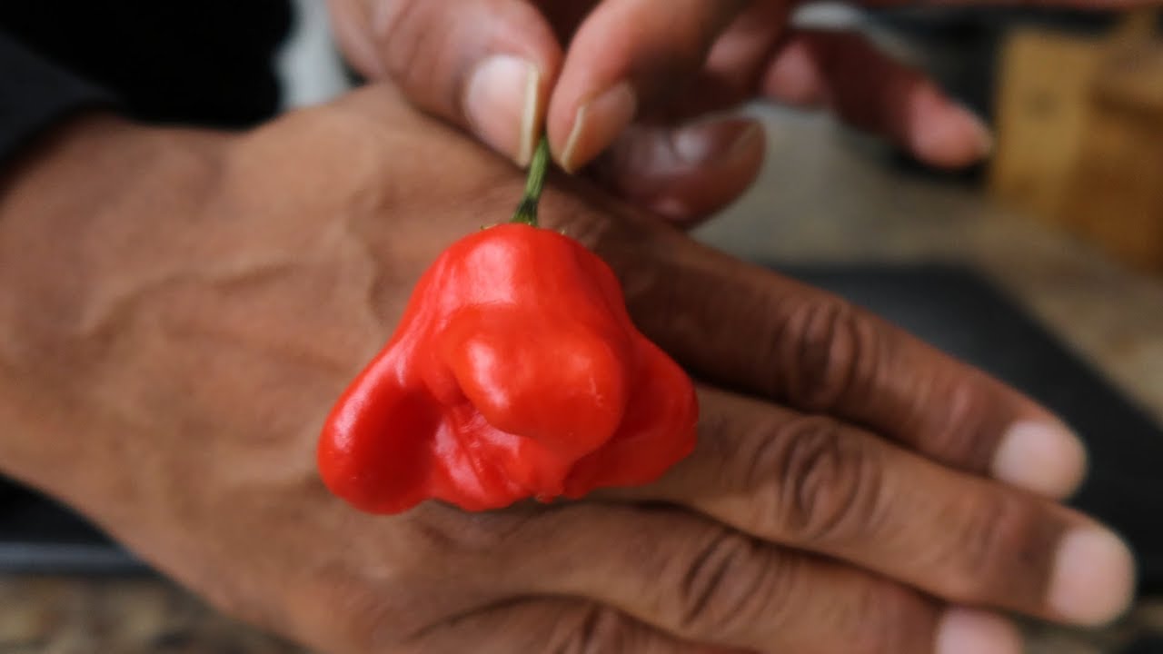 BISHOPS CROWN PEPPER POD REVIEW... SWEET AND ORNAMENTAL!