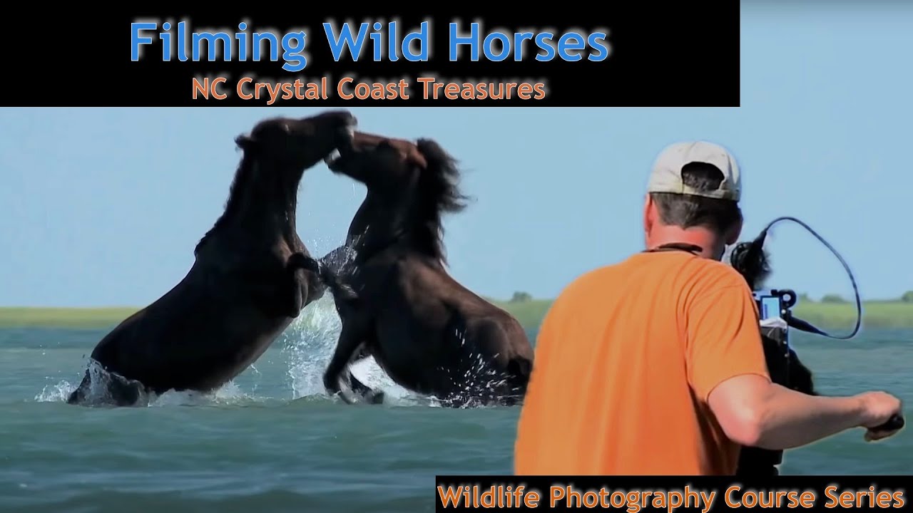 Wild Horses of North Carolina's Crystal Coast