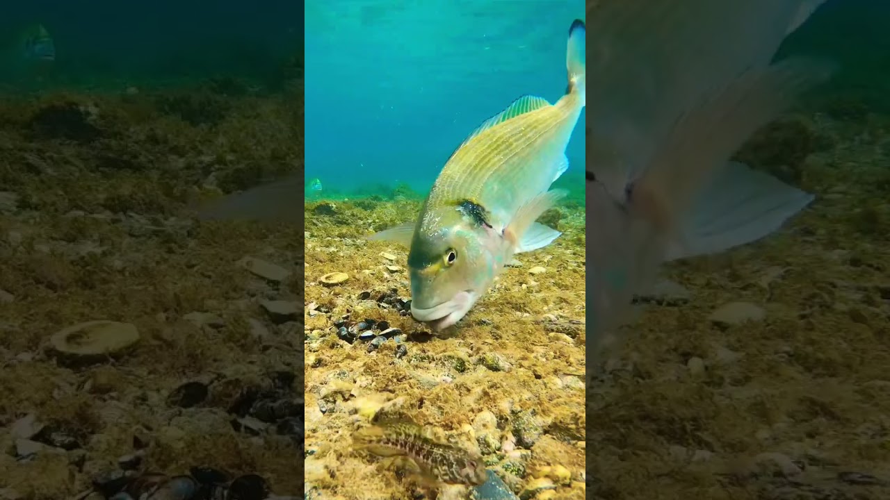 Giant seabream explodes mussels #fishing #dorada #pesca #shorts