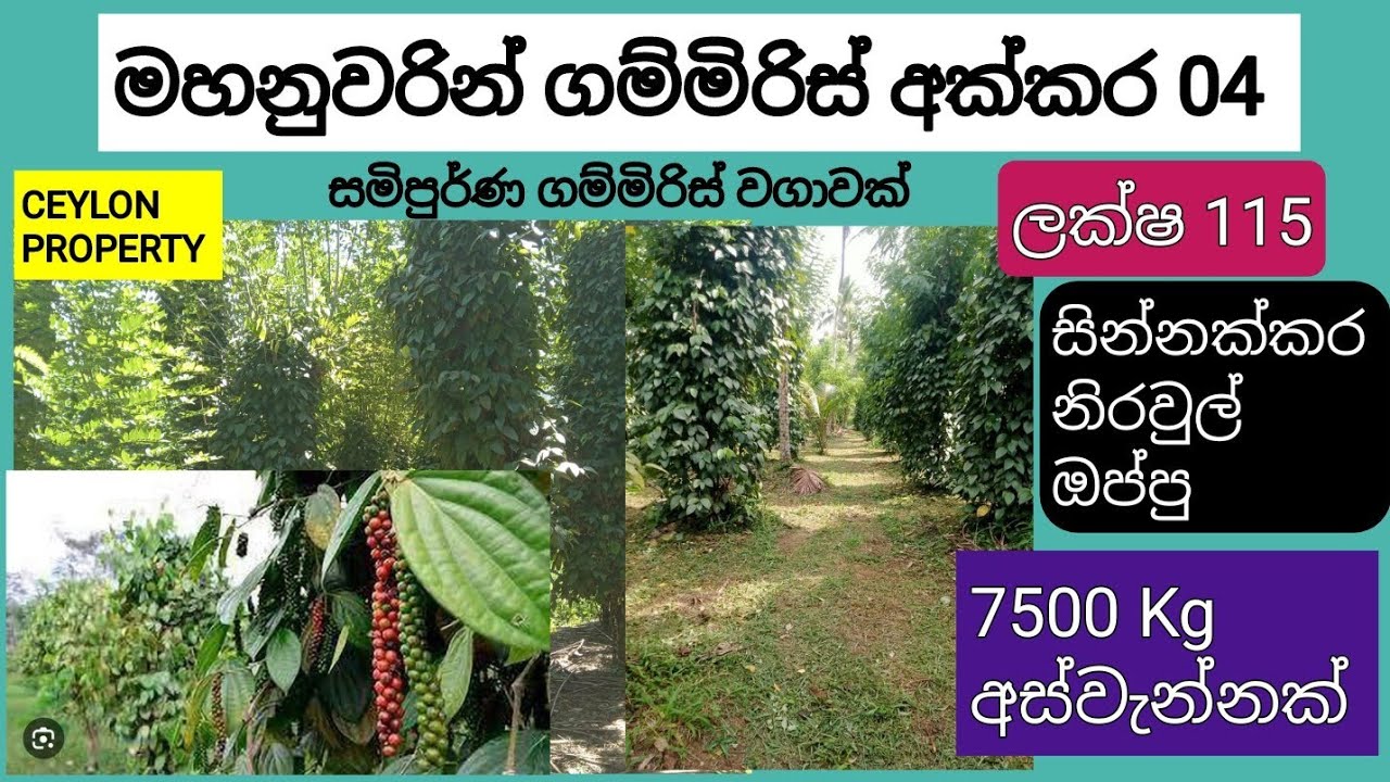 NO,,823 # මහනුවරින් අක්කර 04 ගම්මිරිස් ,සින්නක්කර ,,සමිපුර්ණ මිල ලක්ෂ 115,,අස්වැන්න කන්නයකට 7500 Kg