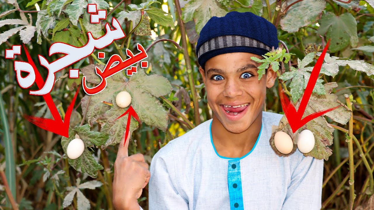 شجرة بتطلع بيض  اغرب شجرة فى العالم  مش هتصدقوا الشجرة العجيبة - زراعة البيض !!