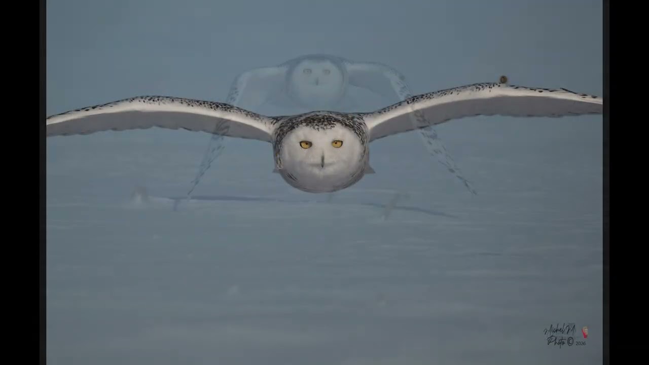 Harfang des Neiges