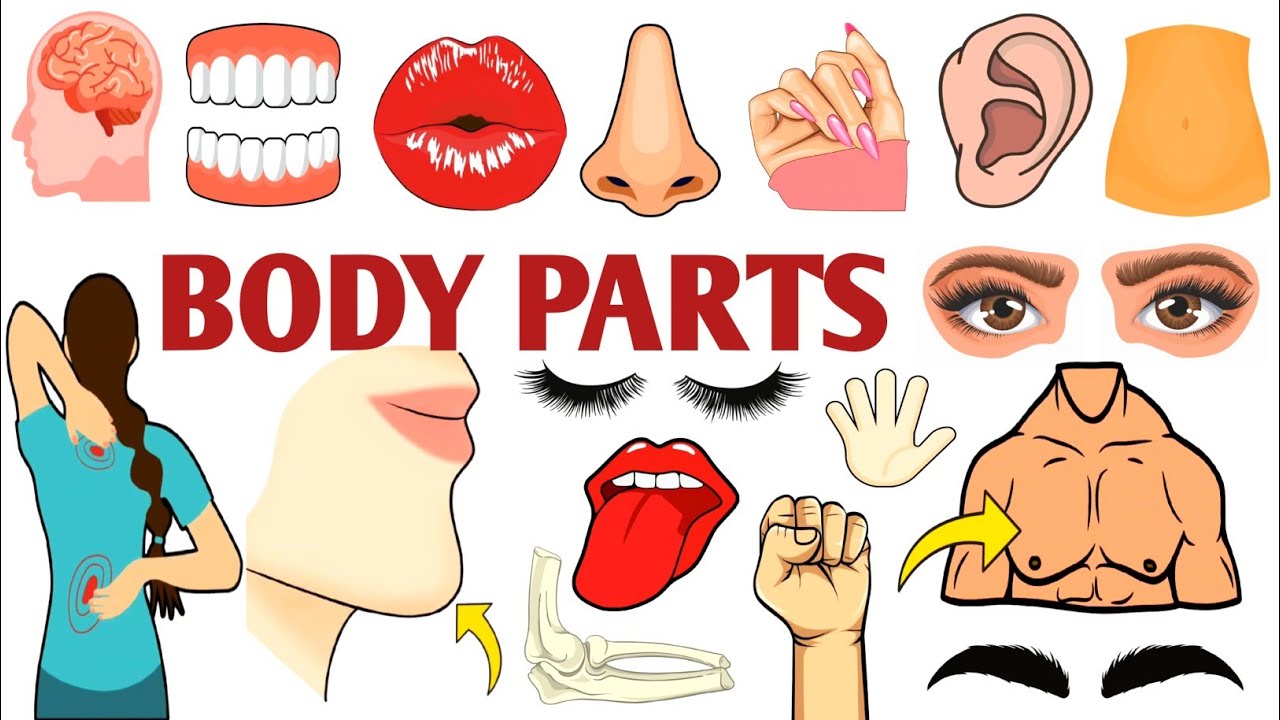 Parts of the Body | Parts of the Body for LKG Kids | Learn Body Parts & Sense Organs | #partsofbody 