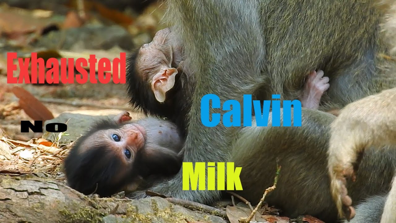 Terrify Tiny Baby Calvin Exhausted And Top Weak,Really Worried About BAby Calvin Life How To Be?