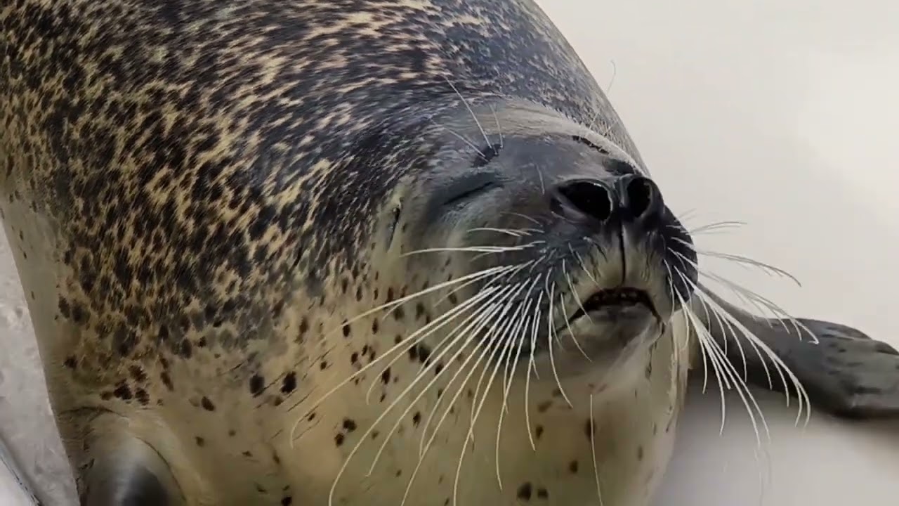 アザラシ　興味津々大人気【癒しの再生ビジョン】