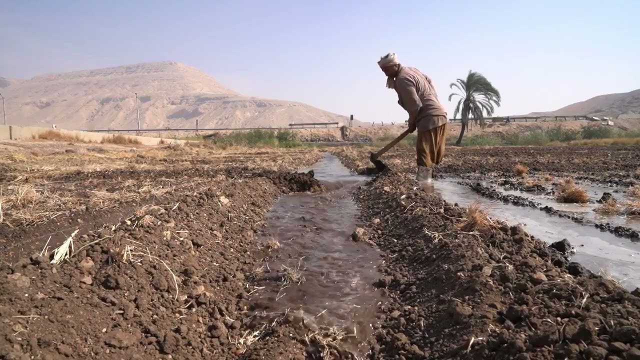 مزارع جامعة سوهاج
