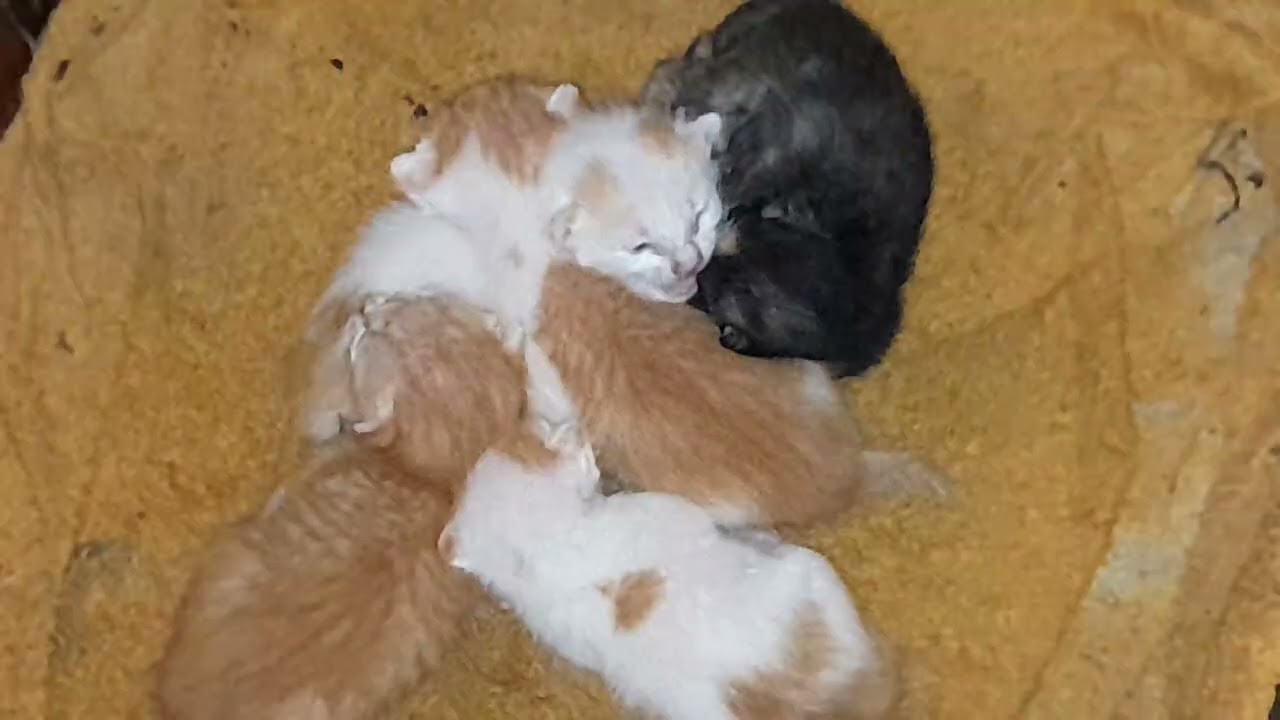 The newborn kittens are sleeping to wait for milk from mom cat 