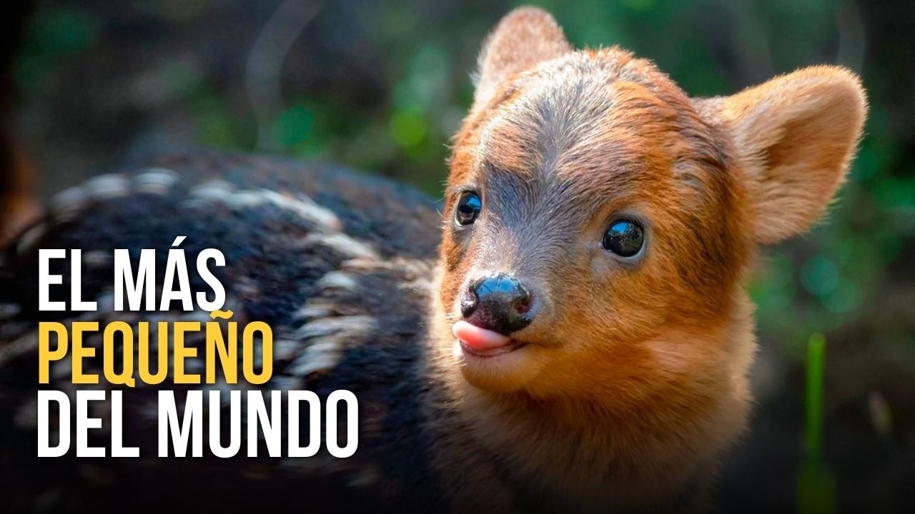Así se ve el venado más pequeño del planeta