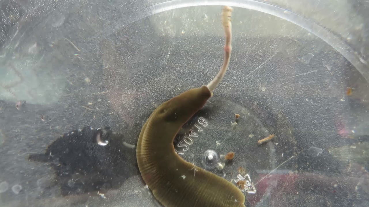 Feeding the Leech a Worm