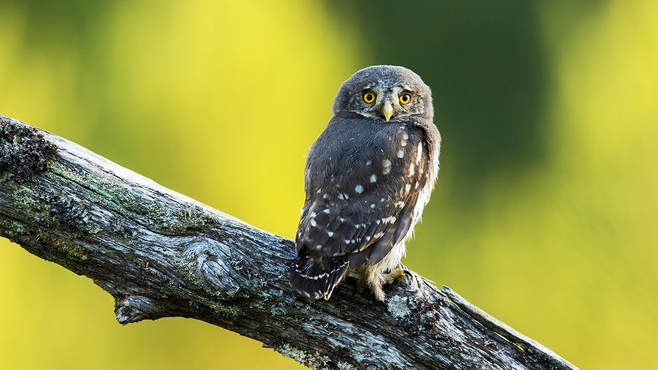 Pygmy owl family in a boreal forest | Northern Wildlife