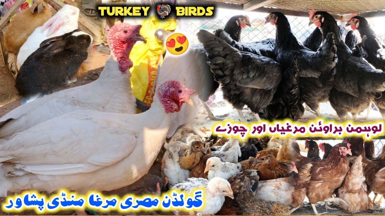 Golden Misery Murgha Mandi Peshawar 2024 | Lohmann Brown Hen & Chicks New Updates | Izhar Ali Shah