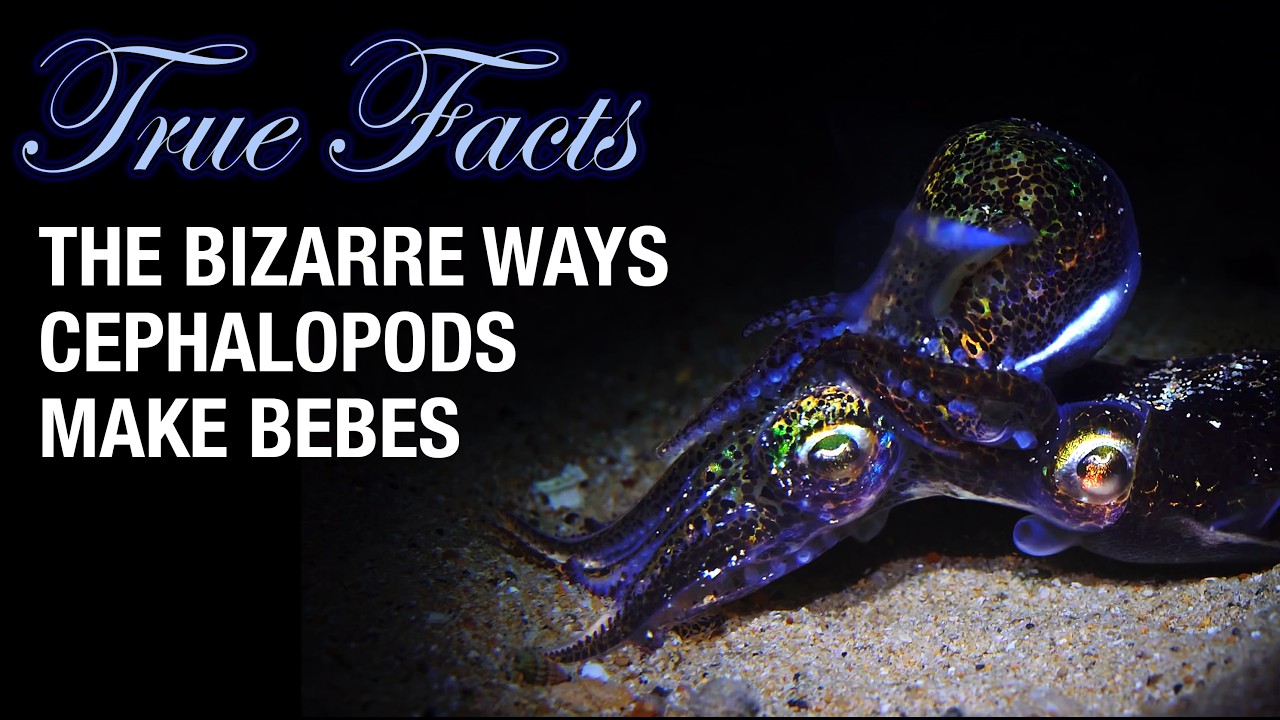 True Facts: The Bizarre Ways Cephalopods Make Bebes