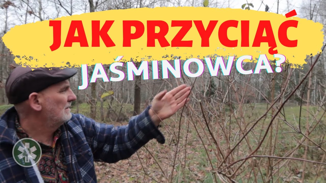 Jak przyciąć Jaśminowca?