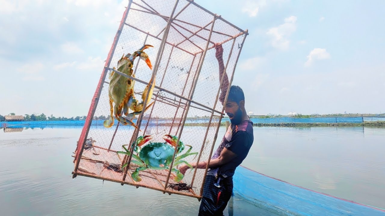 Amazing crab Catching Method | Catching A Lots of giant crabs By New traps