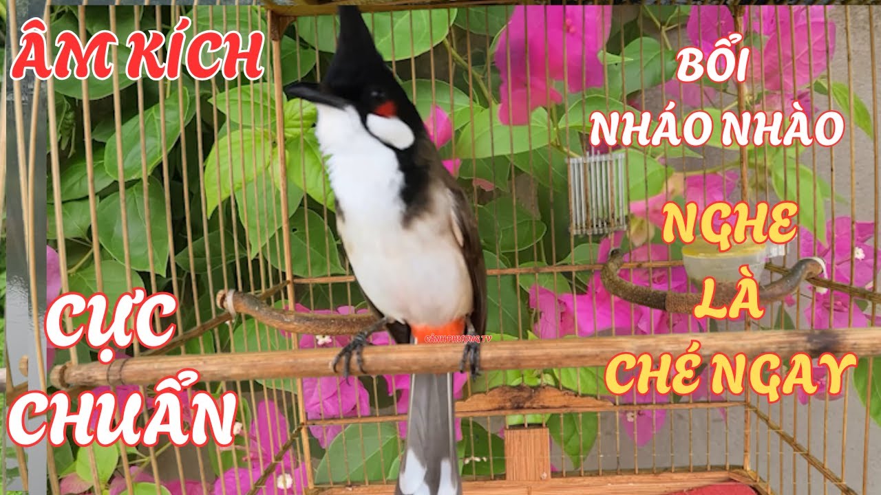 Chào Mào Hót - QUÁ ĐỈNH -má trắng học giọng nhanh căng lửa,luyện chào mào hót sáng ,chào mào hot hay