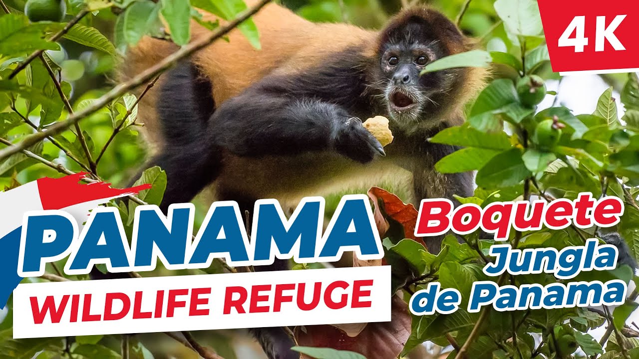 [4K] 🇵🇦  Jungla de Panama Wildlife Refuge (Palmira, Boquete)