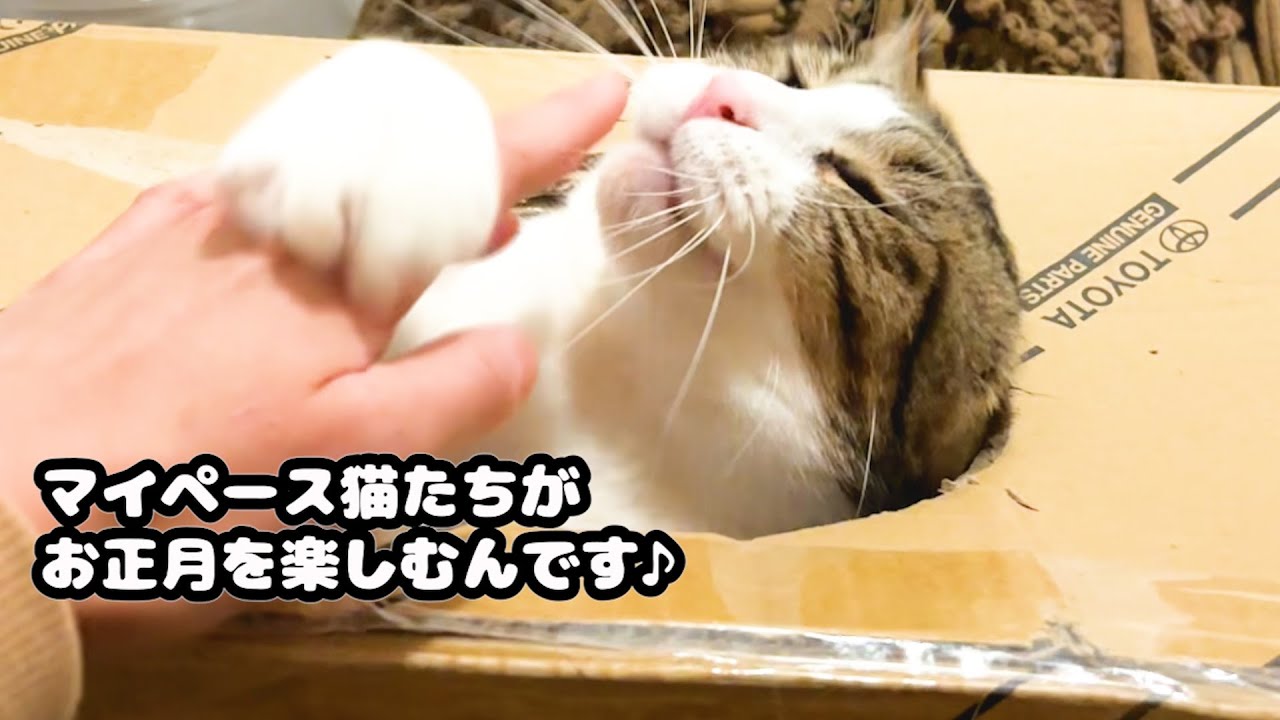 マイペースな猫たちがお正月を楽しむんです