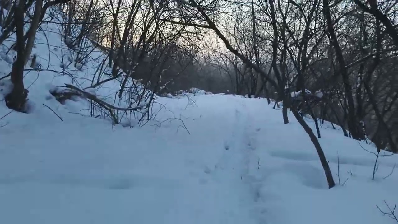Цена зенка глазами заводчика