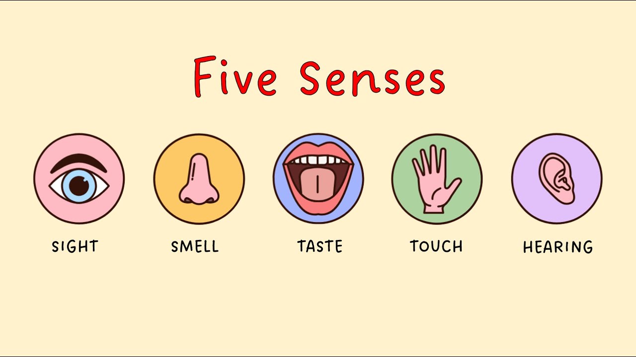 Five Senses