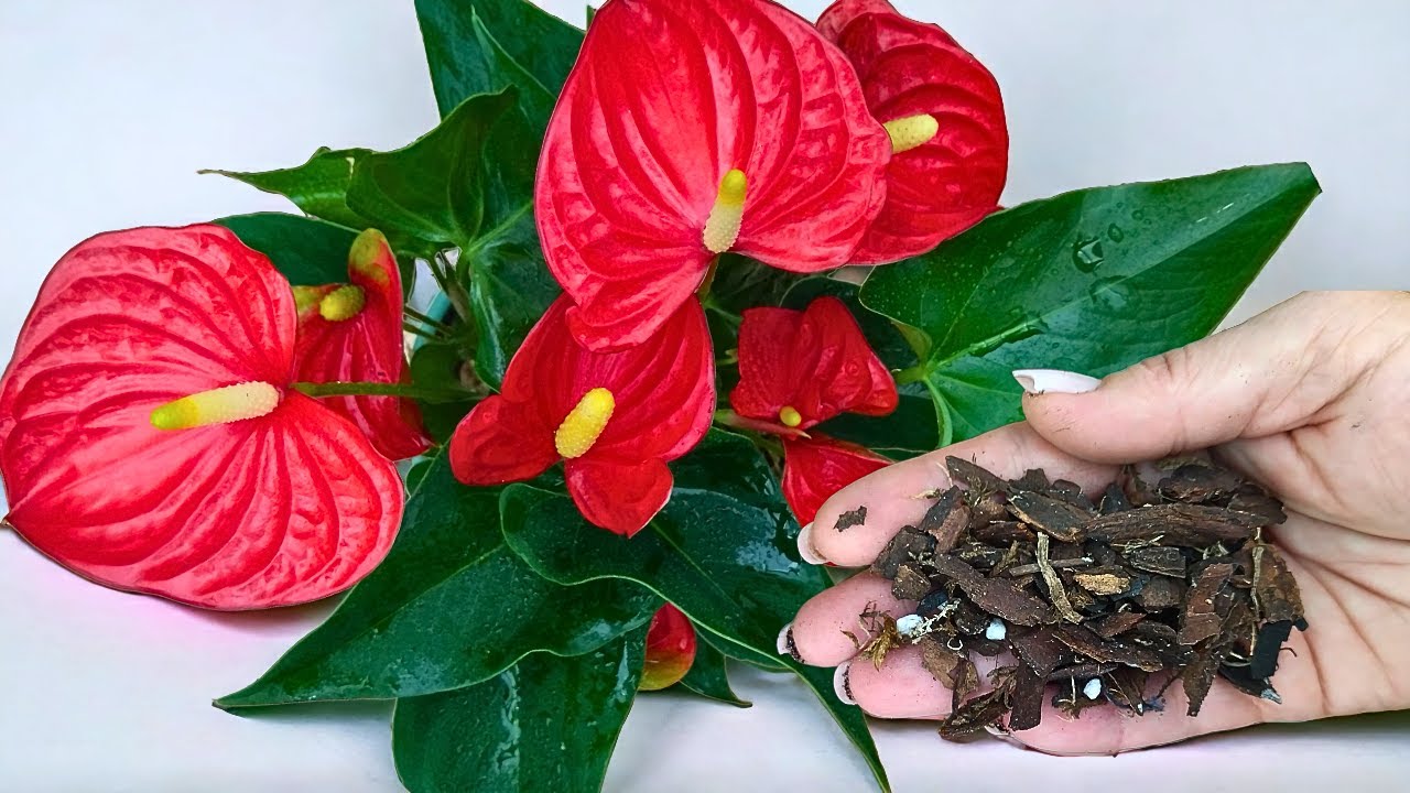 👍Jetzt mache ich den Boden für Anthurium nur noch auf diese Weise. Anthurium blüht ununterbrochen!