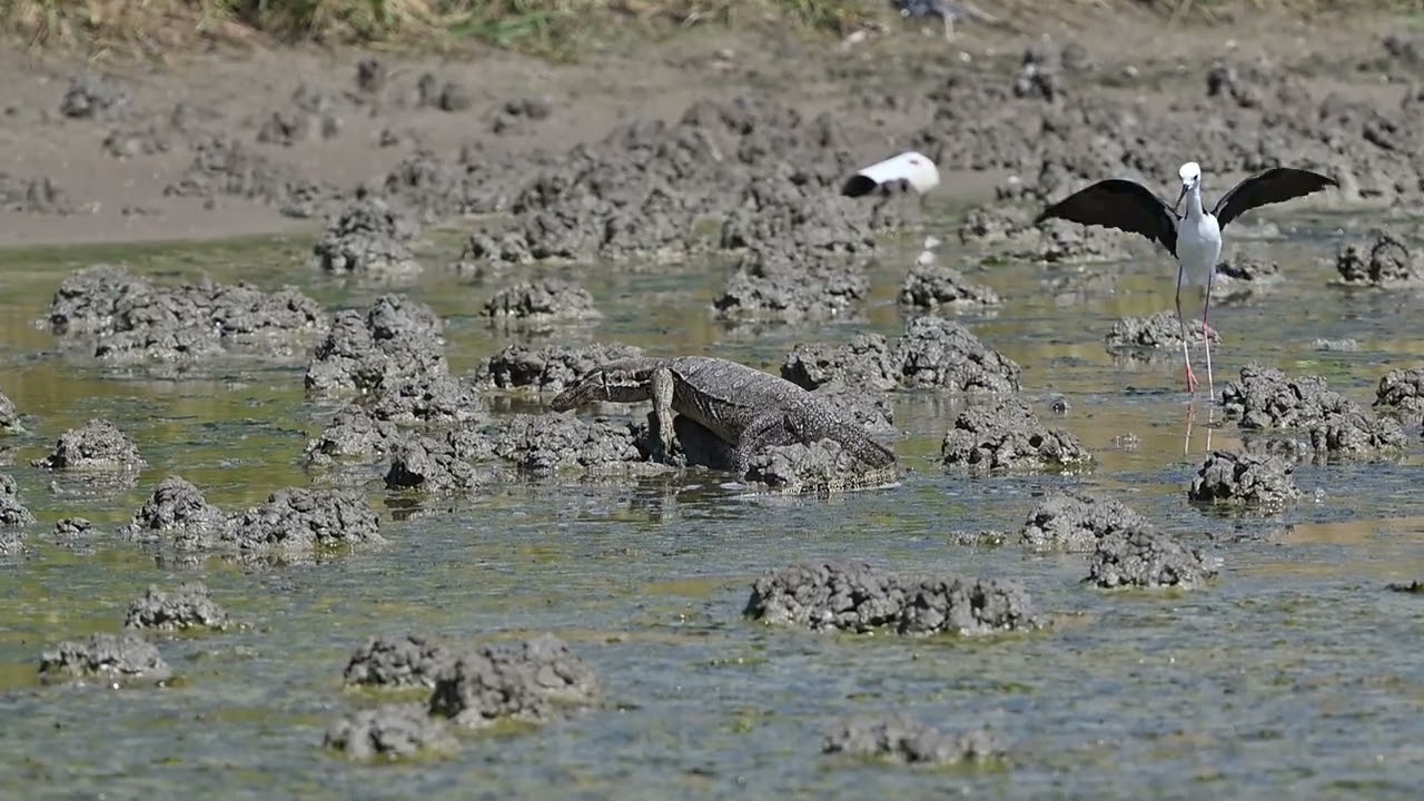 2025 05 30 Pied Stilt nest Predated
