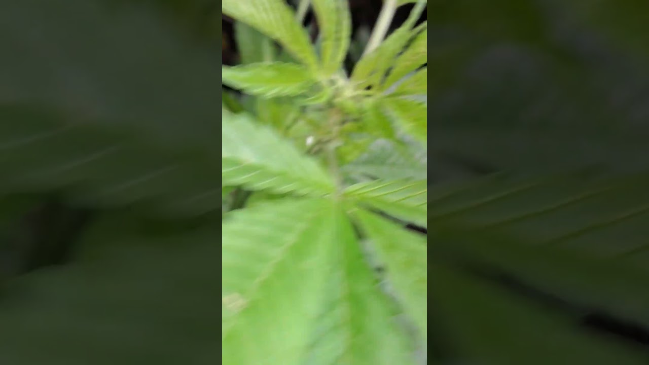 #uk#grow #