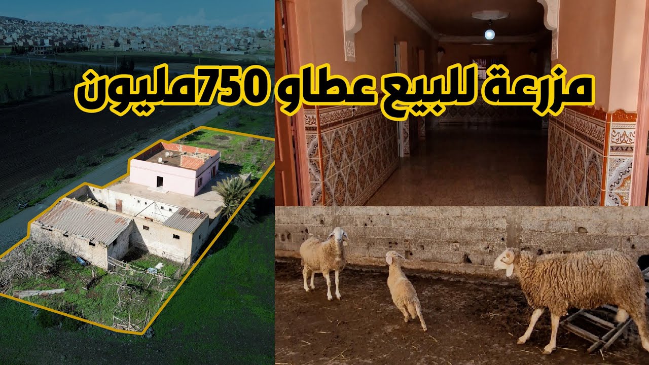 ملكية عقارية للبيع 1300م2 بالسواحلية ولاية تلمسان دائرة الغزوات