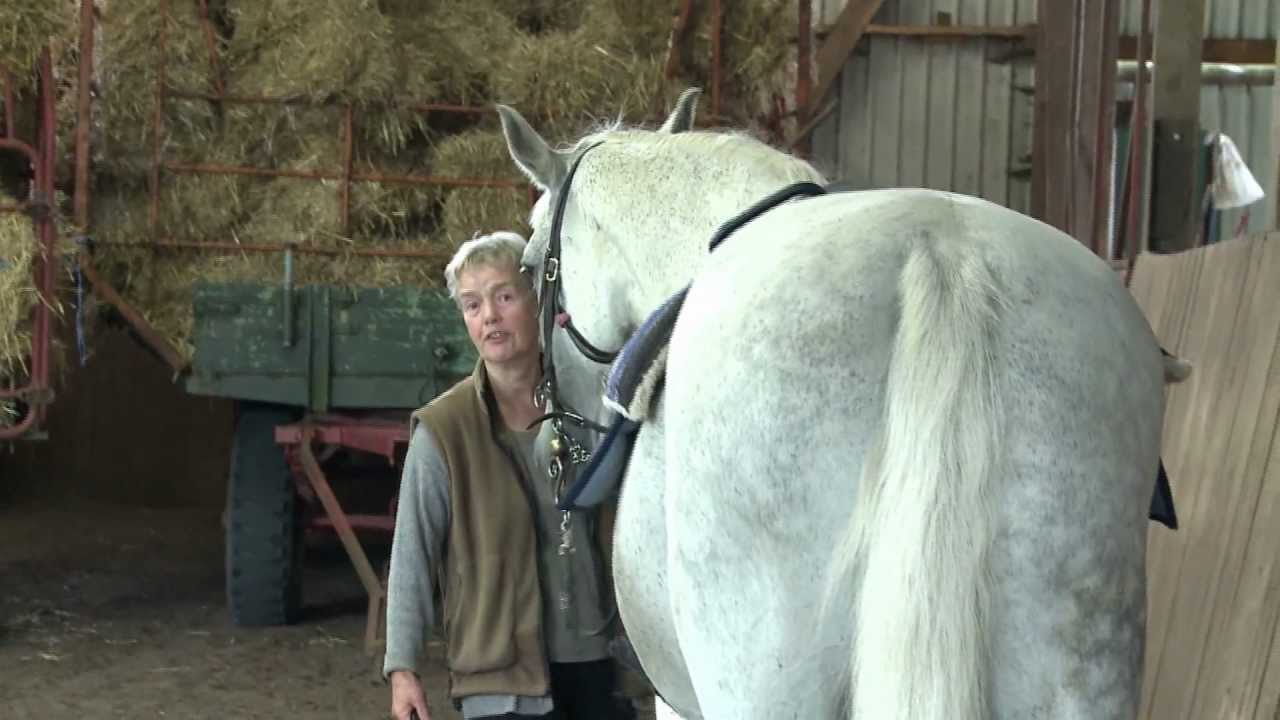 Pferdesprache - Die Leichte Hand