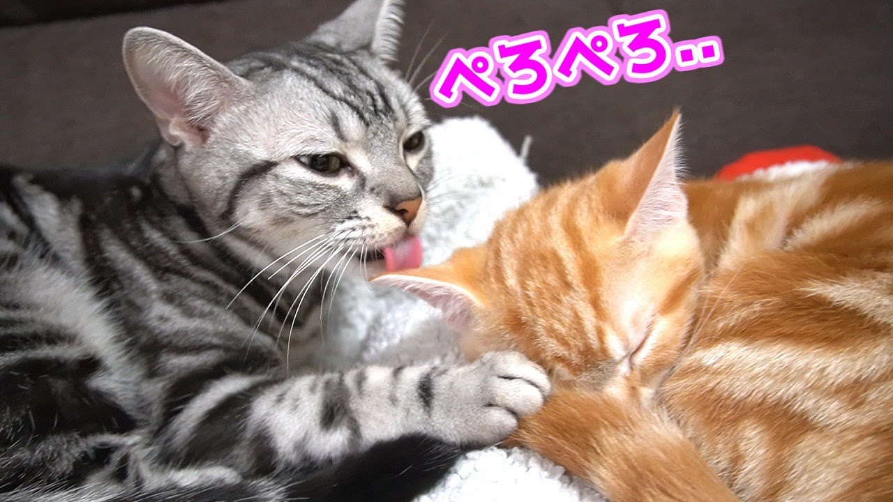 子猫を丁寧に毛づくろいしてあげる面倒見の良い兄猫がかわいい...！