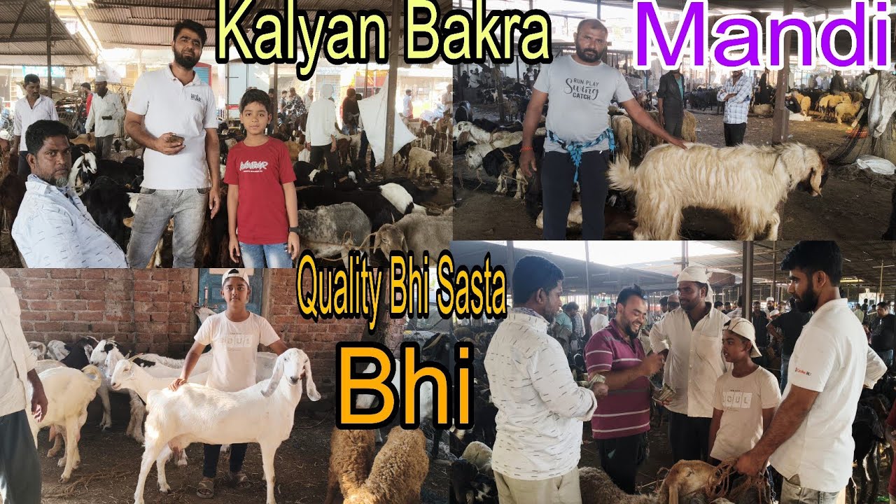 Kalyan Bakra Mandi Update Saturday| 2025 Goat Market #youtubevideo #viralvideo 
