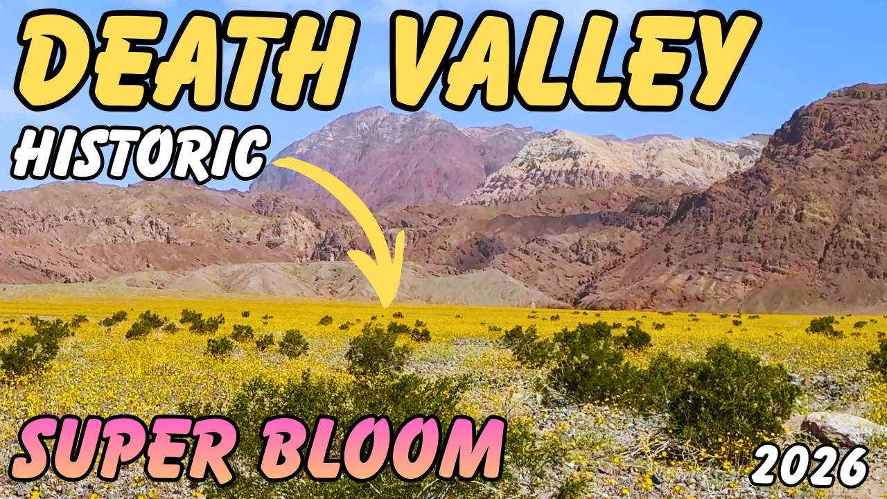 Death Valley 2026 SUPER BLOOM